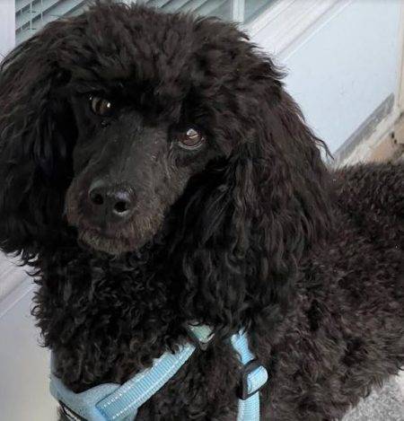 Toy Poodles For Adoption Near You - Rehome or Adopt a Toy Poodle Pet ...