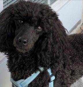 Pierre toy poodle for adoption deland florida 3