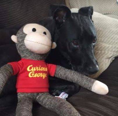 pilot-black-lab-pitbull-mix-for-adoption-in-denver
