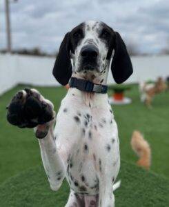 Treeing walker coonhound x dalmatian mix dog for adoption in chesterfield mo – supplies included – adopt pip