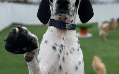 Treeing Walker Coonhound x Dalmatian Mix Dog For Adoption in Chesterfield MO – Supplies Included – Adopt Pip