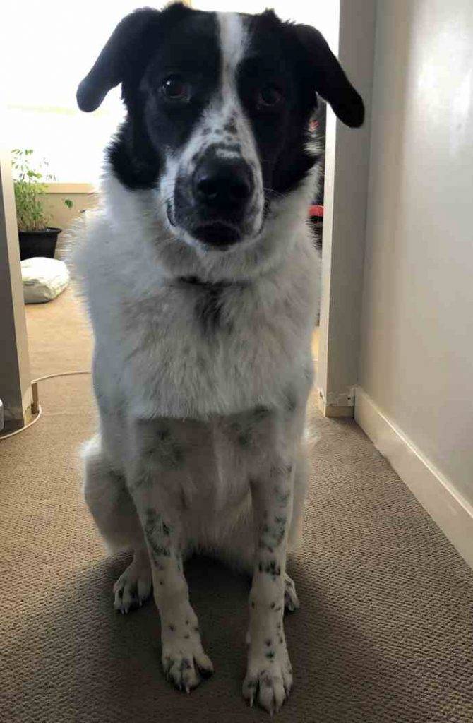 Piper - great pyrenees shepherd dog for adoption in cochrane ab