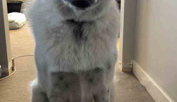 ADOPTED – Great Pyrenees Mix Dog In Cochrane, AB