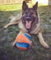 Piper - Long Coat German Shepherd Dog For Adoption Surrey BC