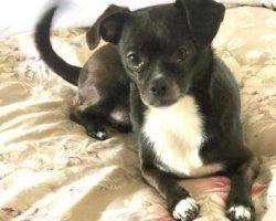Pippa chihuahua mix dog for adoption los angeles