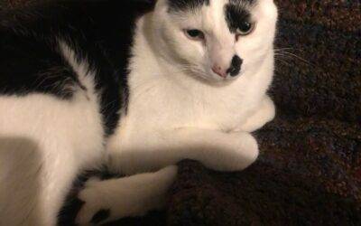 Black and white cat for adoption in sammamish, wa – adopt pirate