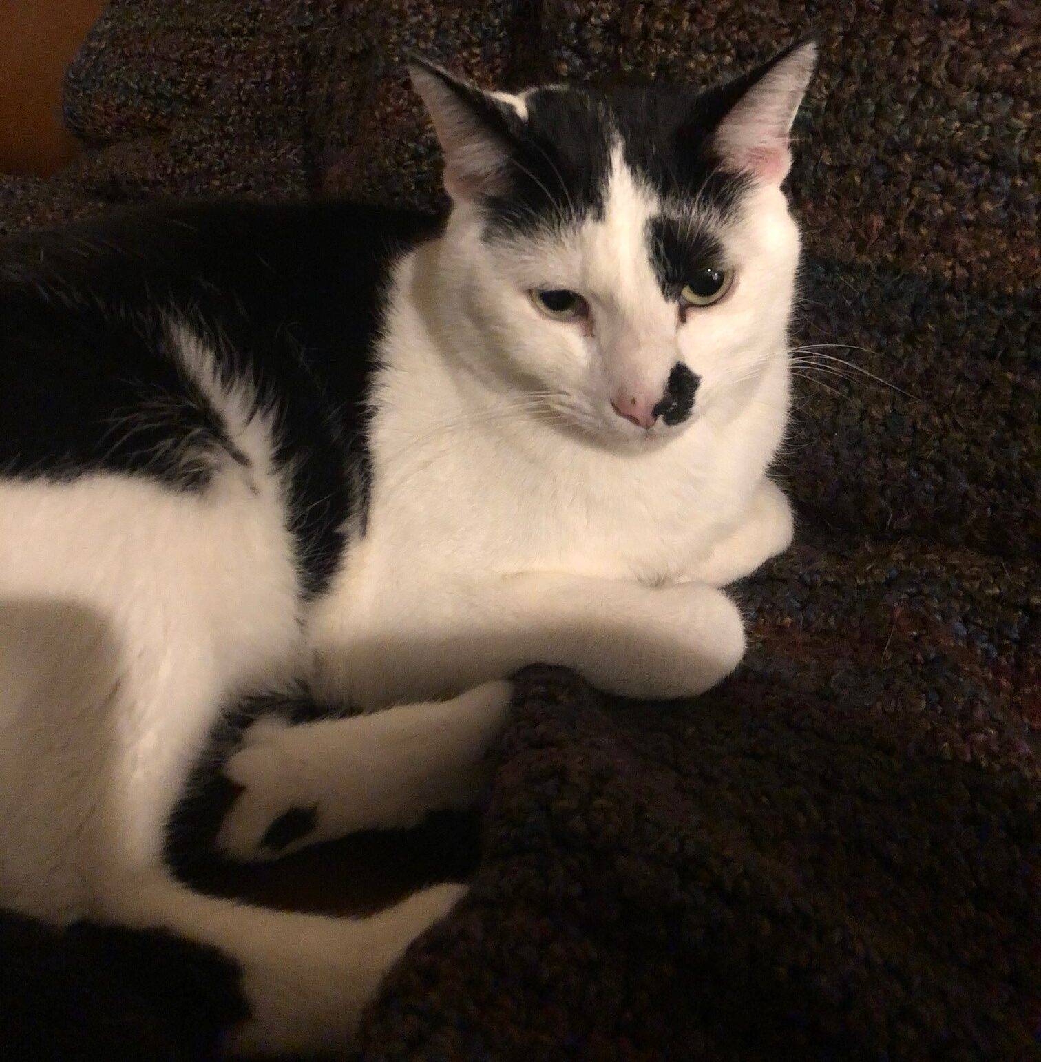 Black and White Cat For Adoption in Sammamish, WA – Adopt Pirate