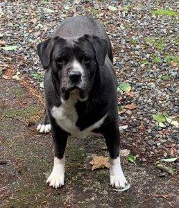 Pitbull boxer mix dog for adoption near victoria bc