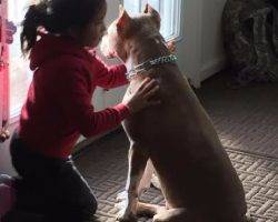 Pitbull brothers for adoption to loving home in baltimore md 2