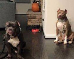Pitbull brothers for adoption to loving home in baltimore md 2