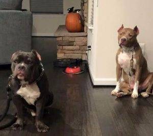 Pitbull brothers for adoption to loving home in baltimore md 2