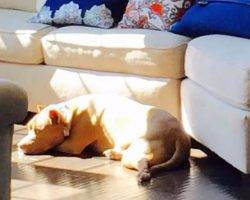 Pitbull brothers for adoption to loving home in baltimore md 2