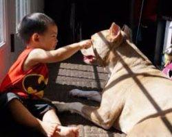 Photo Pitbull brothers for adoption to loving home in baltimore md 2