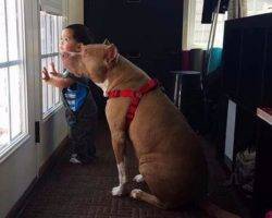 Pitbull brothers for adoption to loving home in baltimore md 2