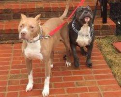 Pitbull brothers for adoption to loving home in baltimore md 2