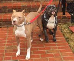 Pitbull brothers for adoption to loving home in baltimore md 2