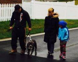 Pitbull brothers for adoption to loving home in baltimore md 2