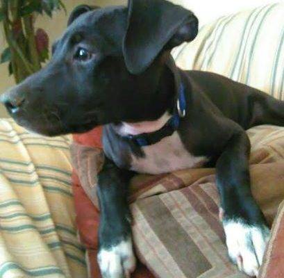 ADOPTED – Lexi Marie – Mini Pitbull Puppy  Mesa AZ