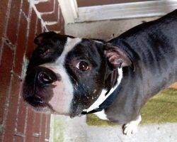 Pitbull for adoption 2