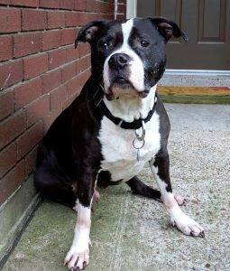 Egon – Handsome Black & White APBT Seeks Loving Home As Only Dog – Supplies Included – Houston TX