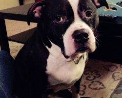 Pitbull for adoption 2