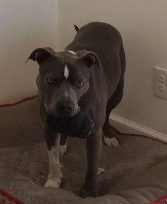 Pitbull-for-adoption-mill-valley-ca-3