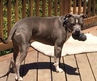 Pitbull-for-adoption-mill-valley-ca