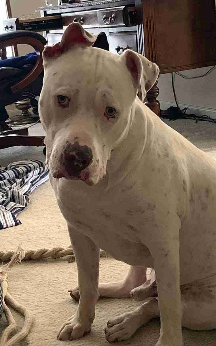 Cane Corso Dog For Adoption in Fort Hood Texas