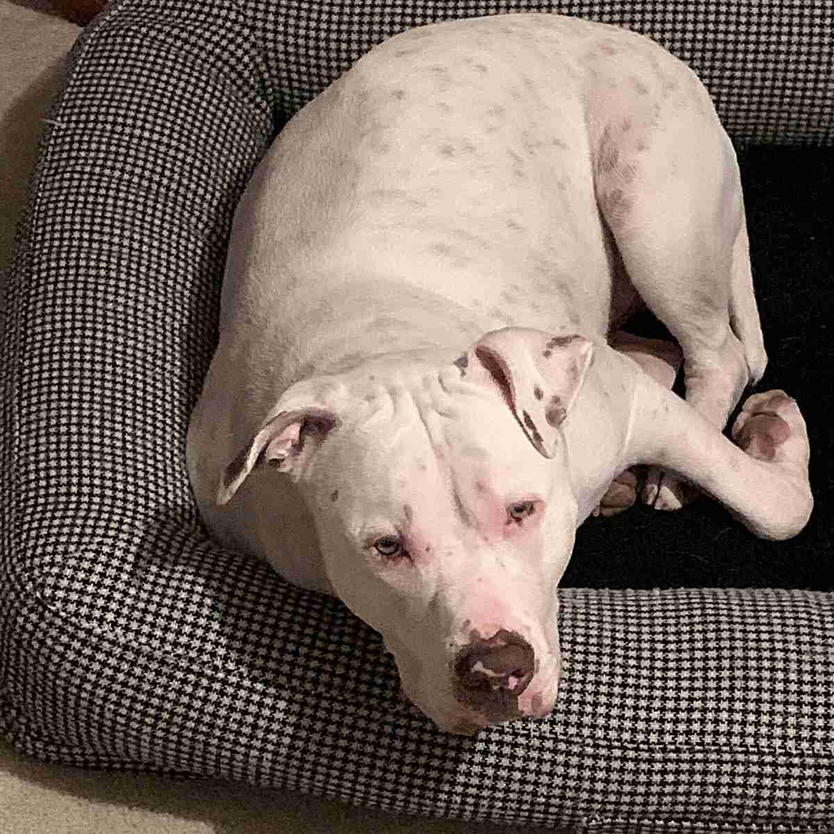 Pitbull Mastiff Mix Dog Adoption Pflugerville Austin TX