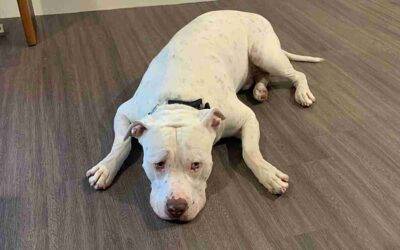 American Pit Bull Terrier Mastiff Mix Dog For Adoption in Austin (Pflugerville) Texas – Supplies Included – Adopt Ice