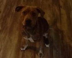 Pitbull mix for adoption