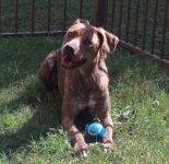 REHOMED – Joy – Adorable 30 Pound Mutt  – San Antonio, Texas