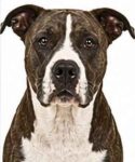 American Pit Bull Terrier large dog breed portrait for adoption and rehoming