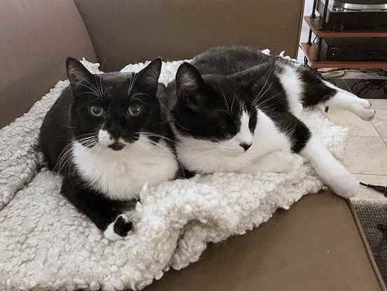 Paired tuxedo cats to adopt in san francisco ca pizza and superman