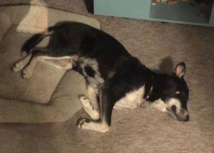Photo Poe german shepherd husky mix dog
