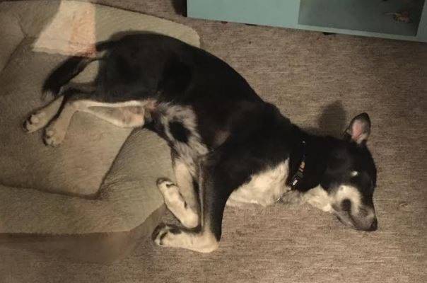 Poe German Shepherd Husky Mix Dog
