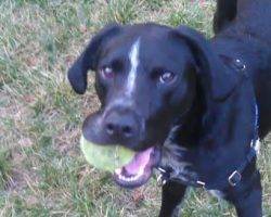 Pointer mix for adoption 2