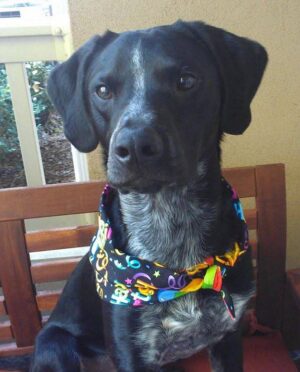Dex – Devoted And Delightful Pointer Mix Seeks Active, Adults Only Home With Fenced Yard – Atlanta Area
