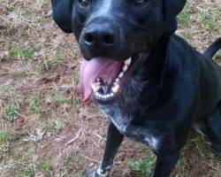 Pointer mix for adoption 2