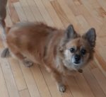 Photo Pomchi adoption calgary tait 1