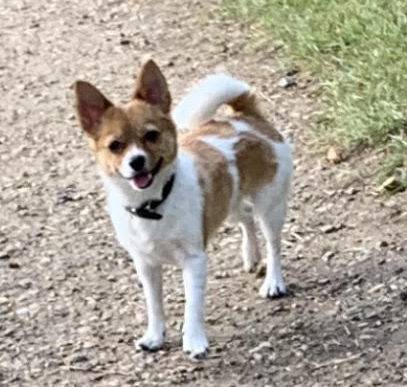 Pomeranian Chihuahua Mix Dog Adoption Edmonton AB 3