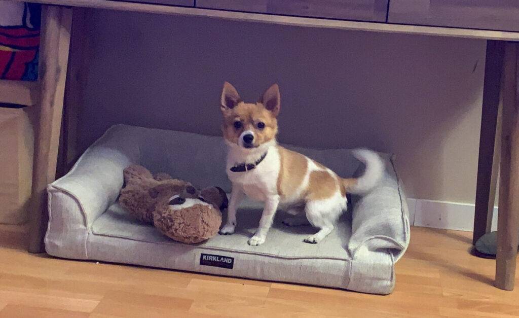 Pomeranian chihuahua mix dog adoption edmonton ab 3
