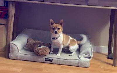 REHOMED – Pomchi – Pomeranian Chihuahua Dog For Adoption in Edmonton AB – Meet Barry