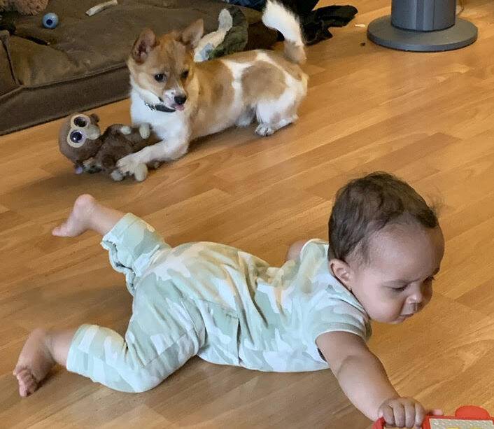 Pomeranian chihuahua mix dog adoption edmonton ab 3