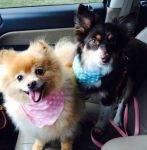 Pomeranian and Australian Shepherd Adoption Brentwood TN