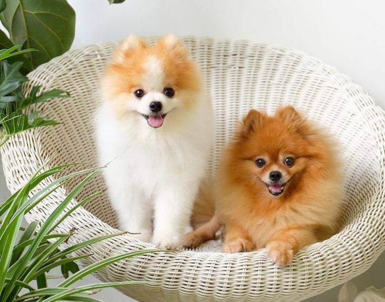 Pomeranians in a chair