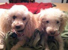 Poodle Mix Dogs For Adoption In Los Angeles 2