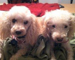 Photo Poodle mix dogs for adoption in los angeles 2