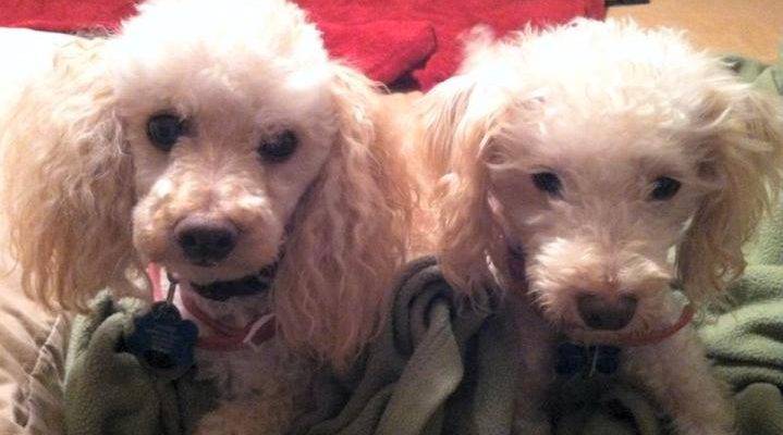 Poodle Mix Dogs For Adoption in Los Angeles 2