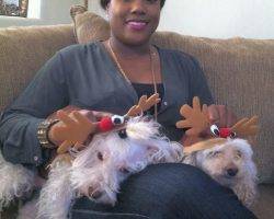 Photo Poodle mix dogs for adoption in los angeles - puntn 2